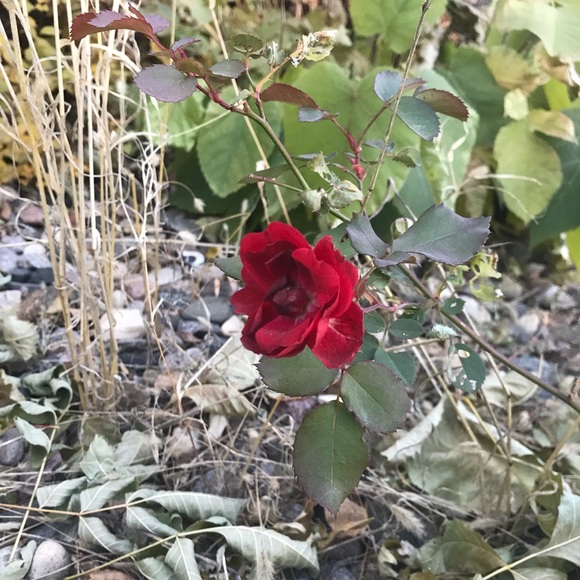 Meet your Posher, Kate - Picture 1 of 1